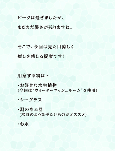 ピークは過ぎましたが、まだまだ暑さが残りますね。そこで、今回は見た目涼しく癒しを感じる提案です！用意する物は…・お好きな水生植物 (今回は“ウォーターマッシュルーム”を使用)　・シーグラス・淵のある器 (水盤のような平たいものがオススメ)・お水